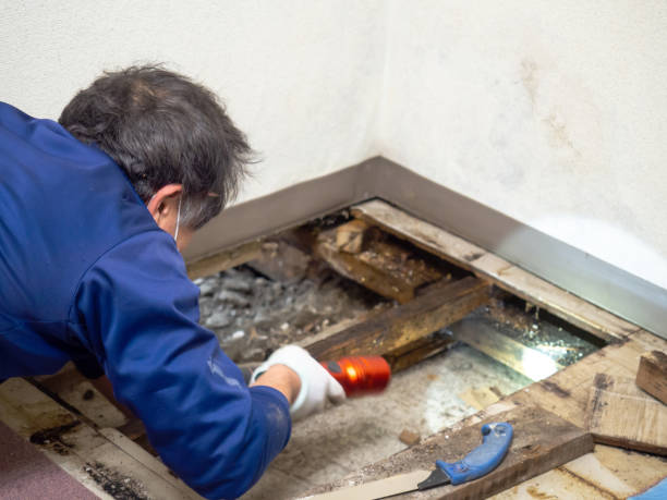 Best Industrial Mold Remediation in Woodsville, NH