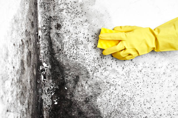 Best Insurance-Related Mold Remediation in Woodsville, NH