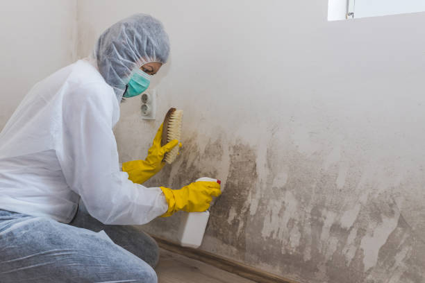 Professional Mold Remediation in Woodsville, NH