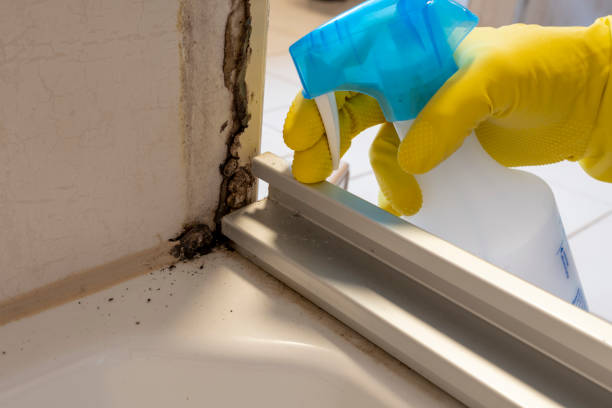 Best Crawl Space Mold Remediation in Woodsville, NH