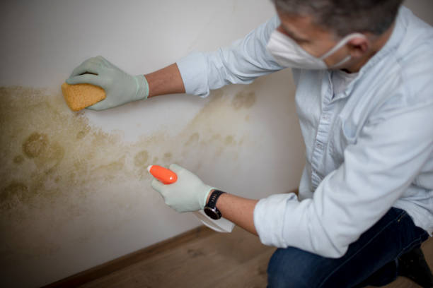 Best Health and Safety Mold Remediation in Woodsville, NH