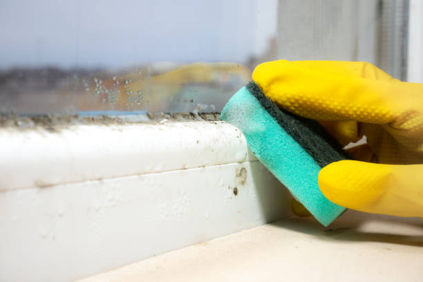 Best Residential Mold Remediation in Woodsville, NH