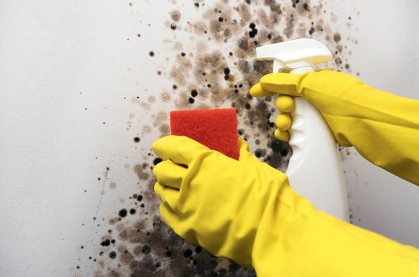 Best Residential Mold Remediation in Woodsville, NH