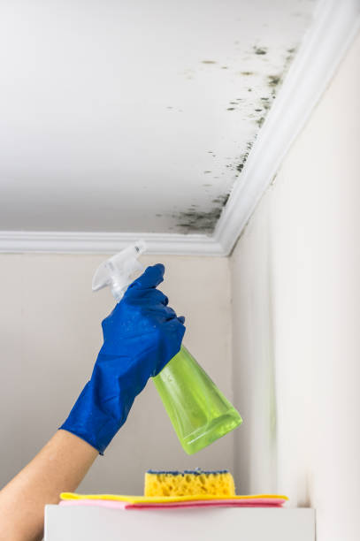 Best Bathroom Mold Remediation in Woodsville, NH